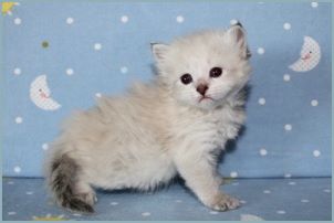 Female Siberian Kitten from Deedlebug Siberians